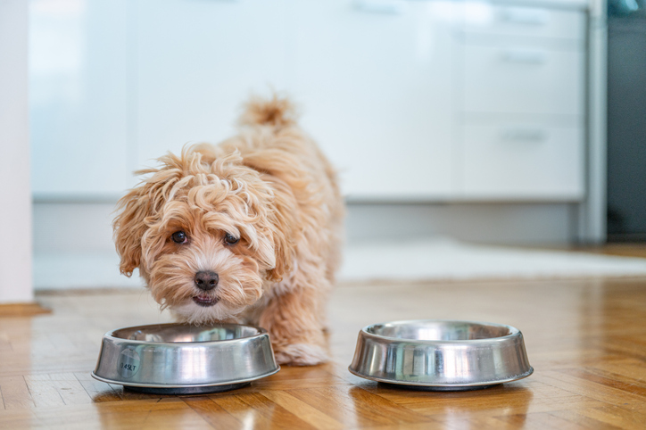é praticável descontar gastos com pets? é praticável descontar gastos com pets?
