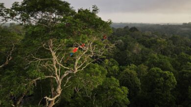 BB, Caixa e BNDES se unem ao BID em desenvolvimento de ETF focado na Amazônia
