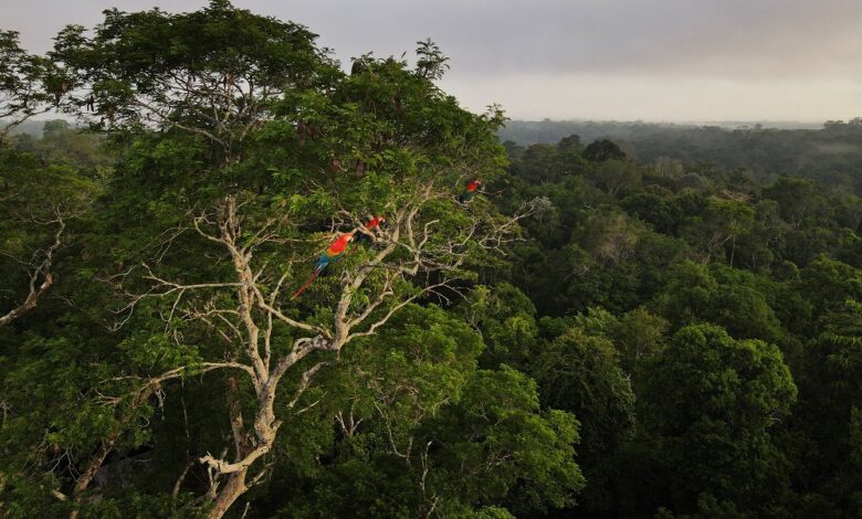 BB, Caixa e BNDES se unem ao BID em desenvolvimento de ETF focado na Amazônia BB, Caixa e BNDES se unem ao BID em desenvolvimento de ETF focado na Amazônia